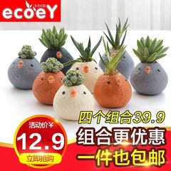 ECOEY 迷你盆栽微景观植物 DIY桌面小盆栽水培植物小花农迷你植物