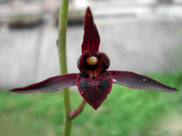 名贵墨兰冷血名贵品种拍前请联系店主