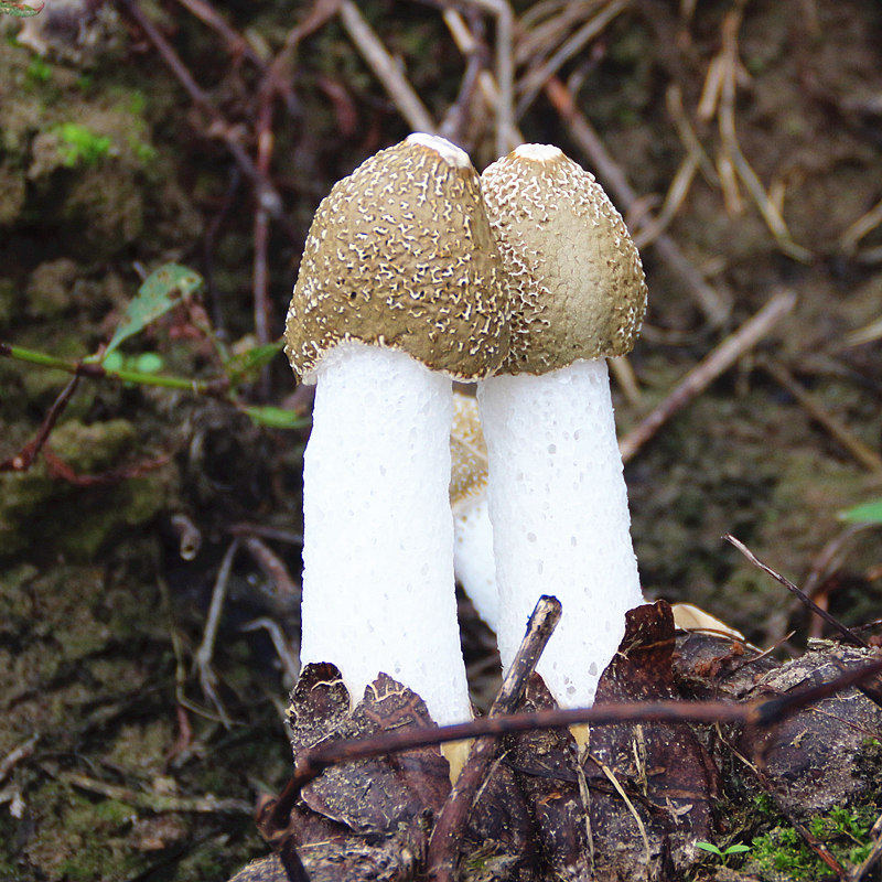 庆元竹荪干货特产菌菇农家土特产蘑菇天然无硫竹笙50g