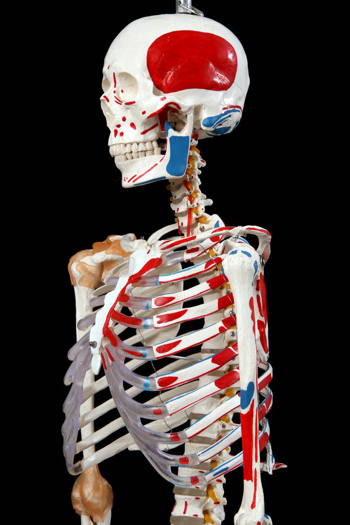 新款医用标准170cm人体大骨骼模型骨架模型附肌肉起止点附韧带款