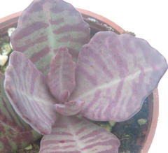 多肉植物 小绿植 景天科  紫武藏   与江户紫相似  直径3厘米