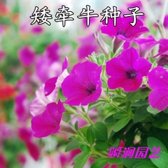 矮牵牛花种子园艺阳台盆栽垂吊花籽