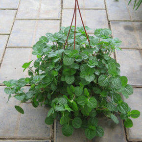 室内盆栽植物吊竹梅又叫竹节吊兰 净化空气 防辐射 2元1颗