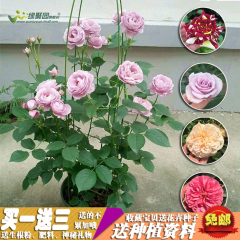 【带芽大百合】香水百合花苗郁金香绿植盆栽花卉植物玫瑰蔷薇牡丹