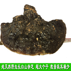 纯野生长白山赤芝白心白肉灵芝松杉灵芝大野生灵芝半斤包邮可切片