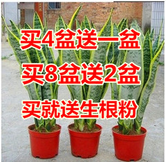 室内盆栽盆景培植金边虎皮兰虎尾兰兰吸甲醇装修房必备包邮栀子花