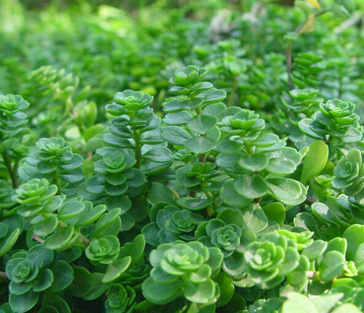 凹叶景天石马苋马牙半支莲多肉植物垂盆草狗芽儿包多肉植物