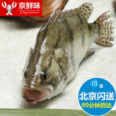 新鲜海鲜鳜鱼鲜活野生桂鱼生猛海鲜水产松鼠桂鱼肉甜味一条750g