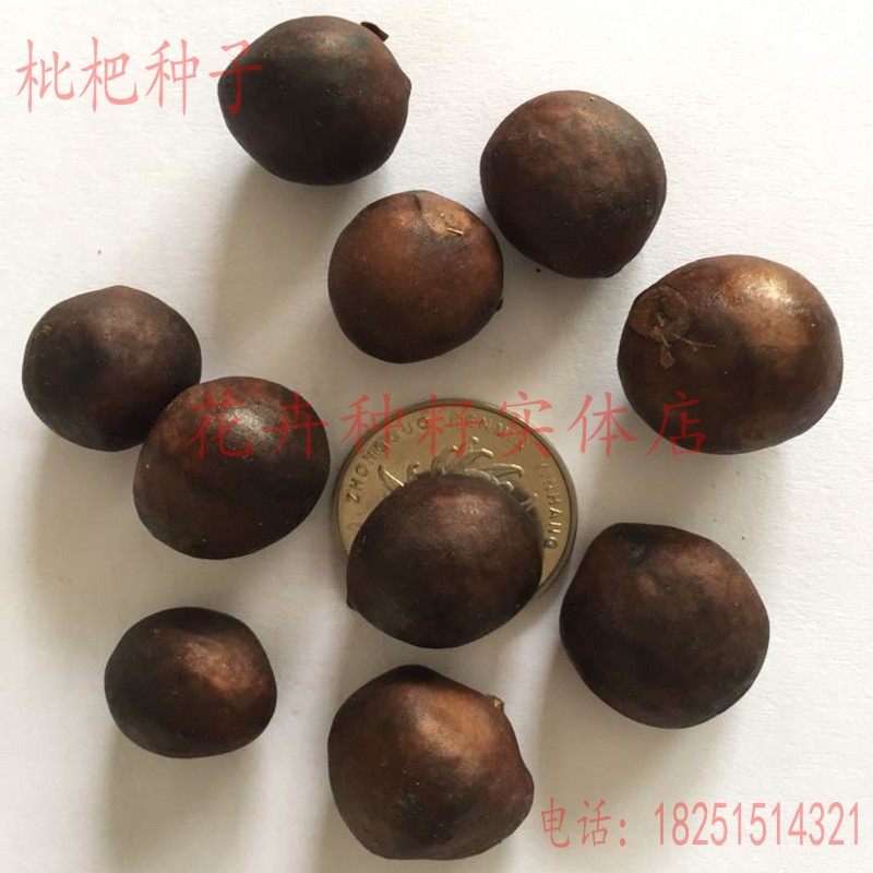 当年新款夏季新采枇杷树种子 琵琶种子 保证发芽率90% 冷库储存