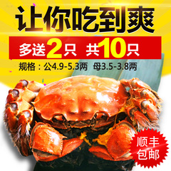 现货再送2只大闸蟹鲜活包邮螃蟹礼盒装公4.9-5.3母3.5-3.8 共10只