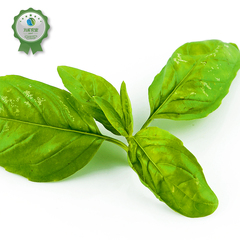 万禾农业 Vert 多国有机认证 蔬菜 香料 罗勒叶 Sweet Basil