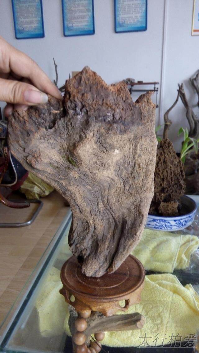 太行崖柏陈化白粉毛料瘤料根雕红油沉水造型料新手串纹理白菜摆件