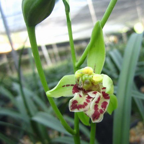 梨山狮王兰花桌面迷你盆栽花卉建兰花苗植物时令草本花卉