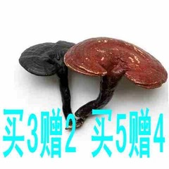 长白山半野生灵芝片紫灵芝 灵芝粉 泡酒料滋补品 每只50克 买3赠2