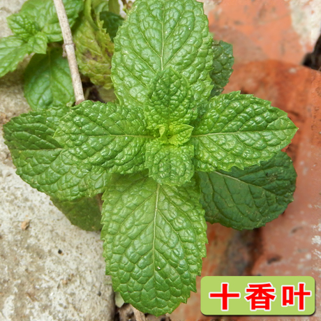 河南特产十香菜石香菜鱼香菜纯野生五香菜十香叶炖鱼炖鸡佐料
