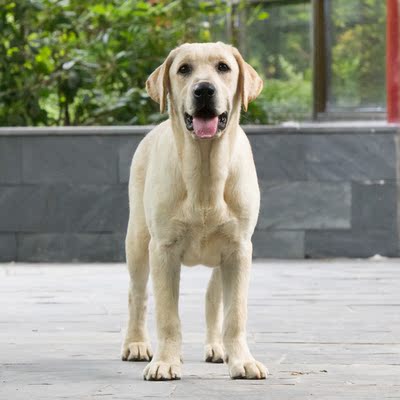 拉布拉多 双协会登陆冠军直子 品相超优 奶油色 公dd10106700