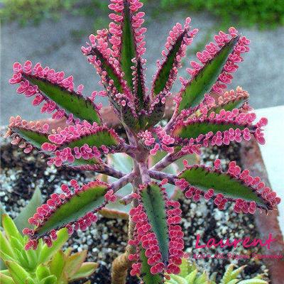 热销棒叶不死鸟