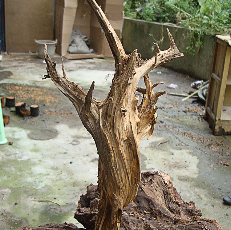 柏树树根造景根雕毛料手把件手串原料根雕