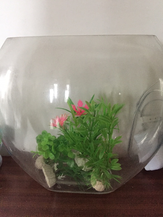 透明扁缸扁形金鱼缸玻璃鱼缸25腰径送假草需自提