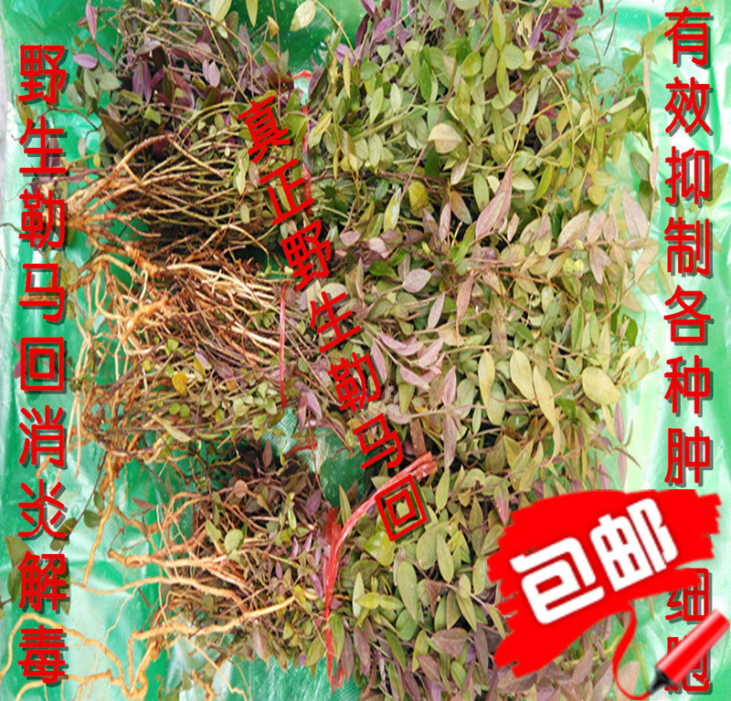 包邮新鲜勒马回来马回瓜子金赖马红来马回100克包邮