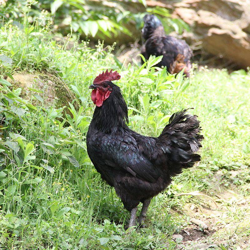 省5元 整只6斤老公鸡三年以上农家散养草土鸡黑爪红公鸡肉新鲜的活鸡