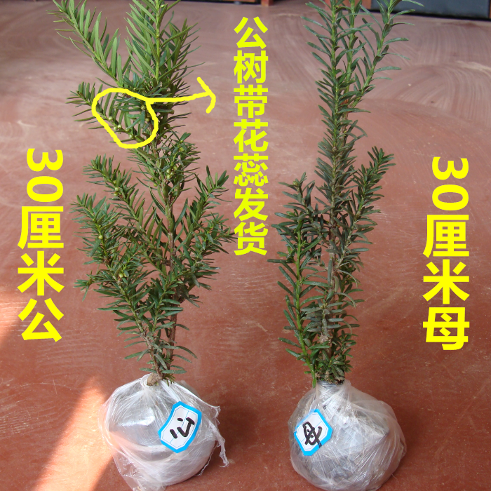 美国曼地亚红豆杉盆栽 红豆杉盆景 红豆杉树苗 吸甲醛 包邮 公母