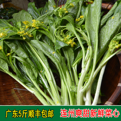 广东清远连州菜心 无公害新鲜有机绿色蔬菜 广东省顺丰5斤装包邮