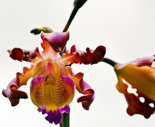 广州花无缺有限公司的优惠券大全—兰花洋兰-香蕉兰交树兰-mcp.