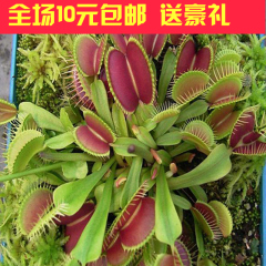 盆栽花卉 猪笼草/食虫草  花卉捕蝇草/夏季驱蚊 【30粒】