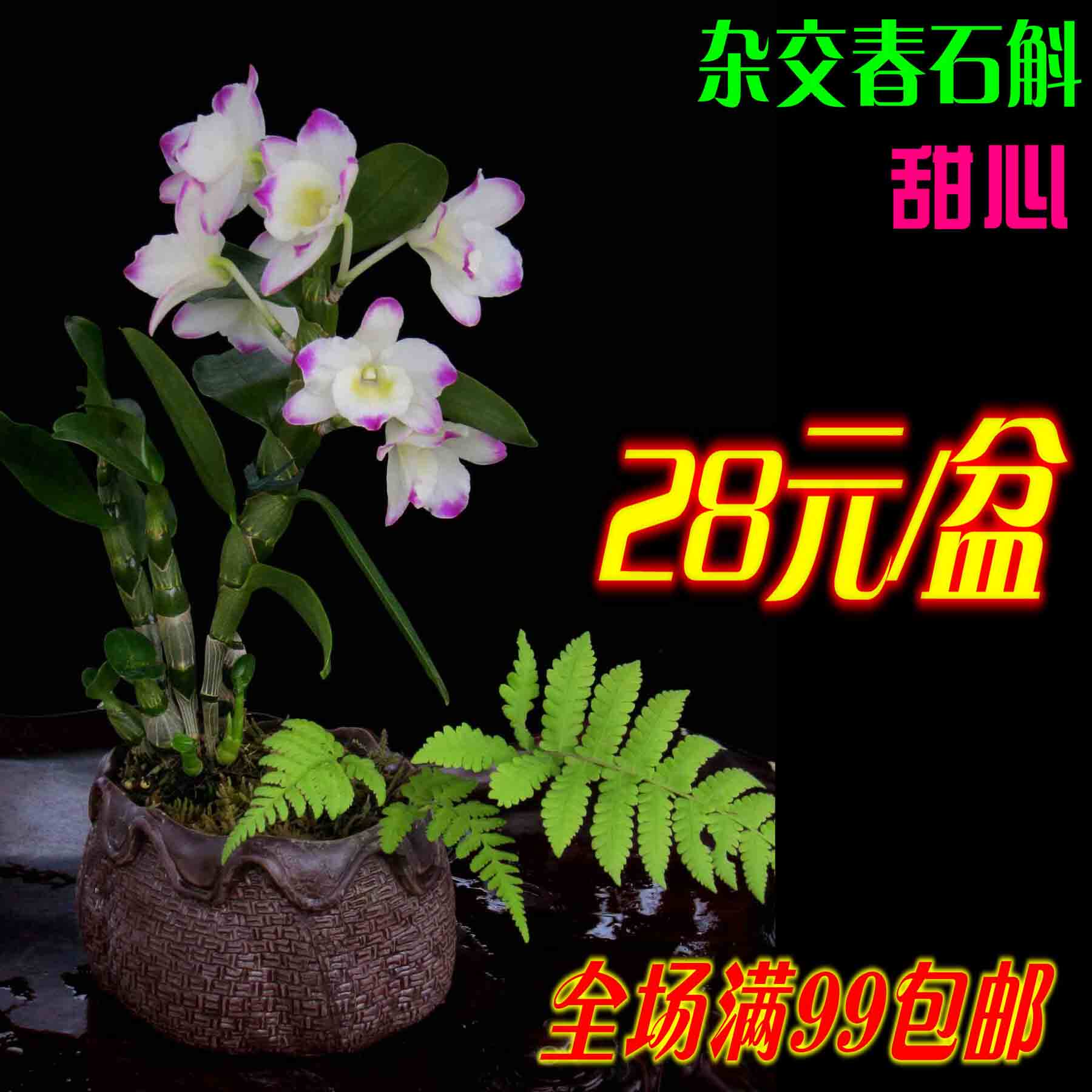 新款春石斛草本花卉非常容易迷兰花 杂交春石斛 甜心 3寸带花