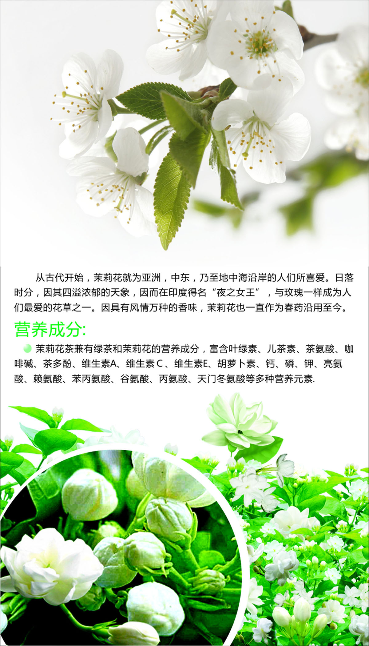 海报印制展板写真喷绘花茶茶叶作用苿莉花简写真