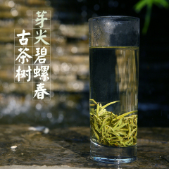 芽尖碧螺春茶叶2016新茶 绿茶 特级嫩芽 圣木百益云南碧螺春250g