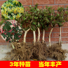 庭院植物地栽盆栽 黄白 红白 金银花苗 四季常青不落叶包邮