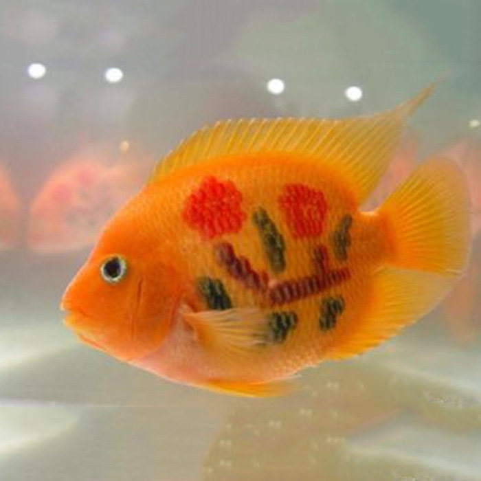 中大型热带鱼观赏鱼梅花鹦鹉鱼梅花发财鱼淡水鱼宠物鱼活体鱼