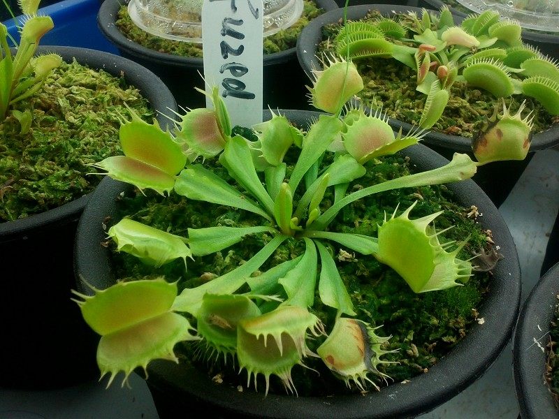 食虫植物-直立融齿捕蝇草(大特价小苗)