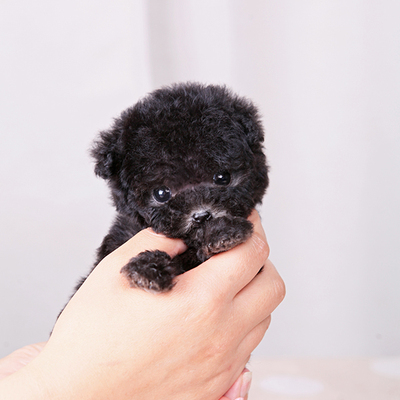 韩国进口 灰色茶杯体泰迪犬 娃娃脸幼犬【凌空犬业】g65