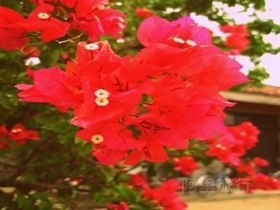 伊利瓦招待所