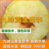 韶關九峰山黃金奈李新鮮現摘單果重3兩每個10斤裝廣東省內包郵 韶關九峰山黃金奈李新鮮現摘單果重3兩每個10斤裝廣東省內包郵