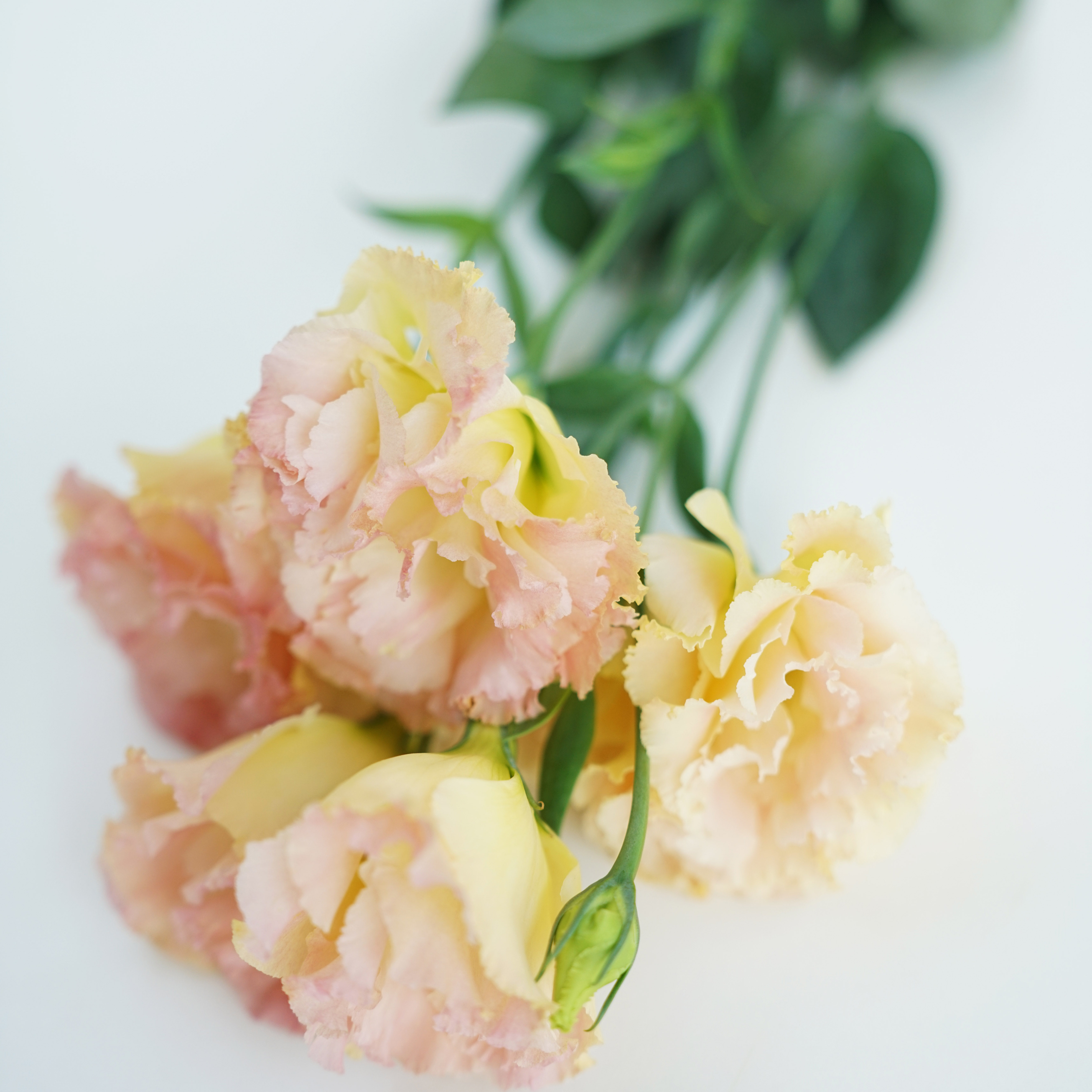 8月告白季优雅香槟色洋桔梗一扎可降至1元