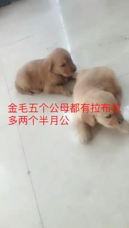 金毛幼犬拉布拉多幼犬