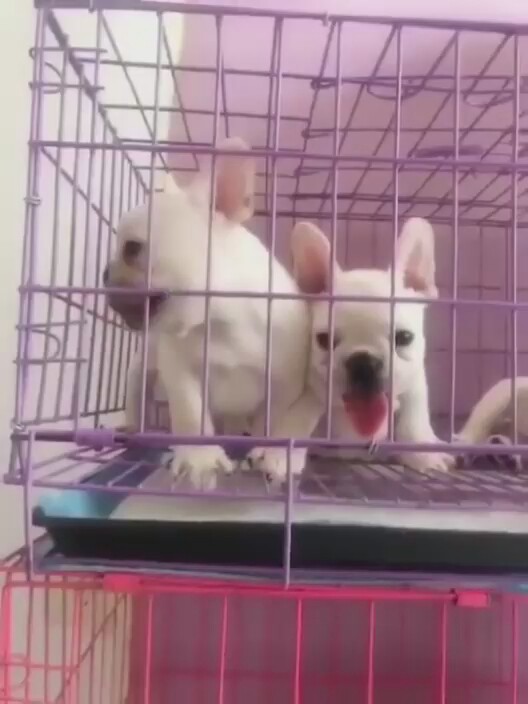 出售纯种法国斗牛犬幼犬斗牛宠物狗活狗体犬