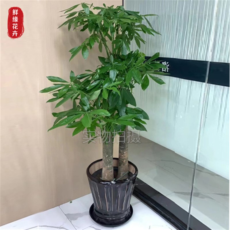 杭州发财树花卉盆绿植盆景开业乔迁送礼大型室内客厅居.家新房植