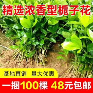 大叶栀子花苗浓香型重瓣地栽室外庭院别墅大朵花卉小叶栀子花盆栽