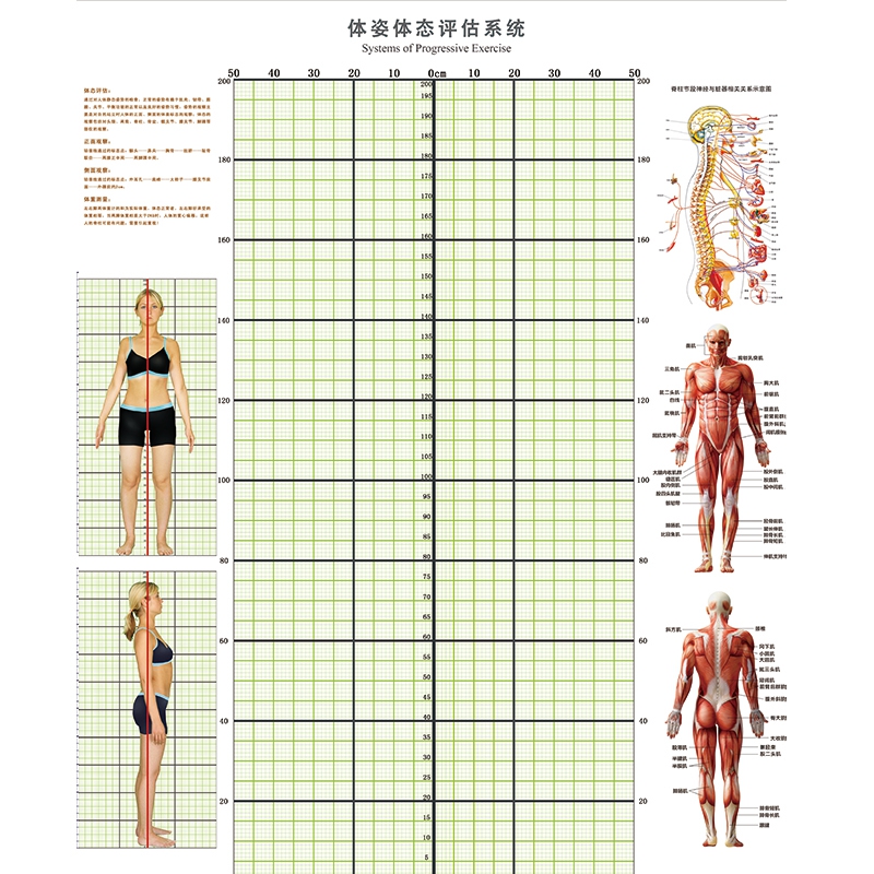 速发体态评估表墙纸工作室体测表背景图私教瑜伽馆健身体姿房产后