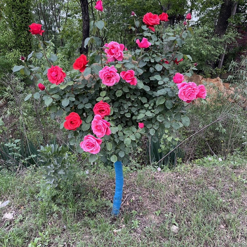 树桩月季特大花庭院阳台高杆棒棒糖树状花苗多色带花四季开花植物