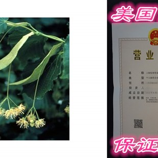 速发Tilia cordata: Littleleaf Linden Seeds