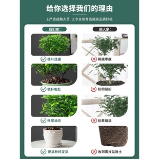 推荐驱蚊草植物室外清香胡椒木四季庭院室内花卉办公桌小绿植阳台