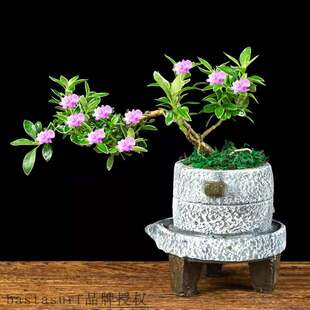 极速June snow bonsai old pile creative cliff shaped plant or