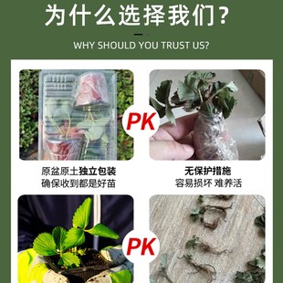 速发奶油草莓苗盆栽种籽子冬季带盆带土红颜四季S结果可食用种植