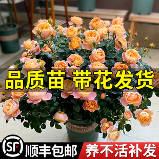 果汁阳台月季花苗带花苞盆栽四季开花玫瑰特大花庭院阳台花卉植物